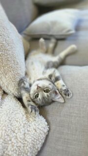 🐾 Nouvelle recrue à la Villa Jema ! 🐾
Voici Aya, responsable bien-être et ronronthérapie.
Ses principales missions : accueillir les participant.e.s, inspecter le jardin et faire fondre tout le monde avec ses yeux ronds. 😻
Efficacité redoutable garantie. 💛
#villajema #nouvellerecrue #chatdequipe #teamzen #ronronthérapie #ayalavie #carlover #catofinstagram #nouvellevie