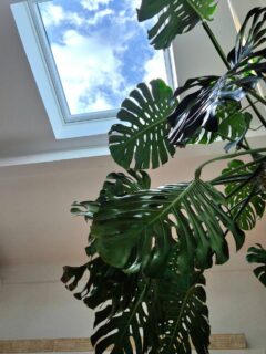 On a retrouvé le ciel bleu et par la même occasion le mimosa est de sortie.

#hiverpluvieux #cielbleu #monstera #mimosa