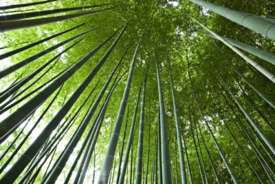 La Bambouseraie en Cévennes